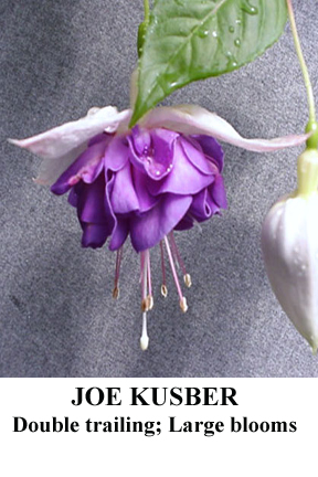 Фуксия joe kusber фото